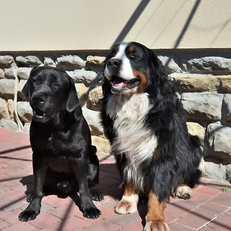 Apartament Shamrock - Triest