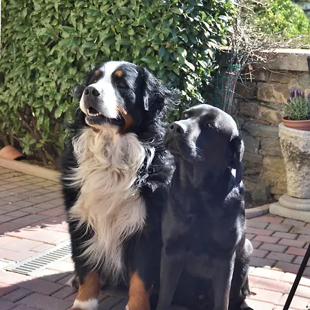 Apartament Shamrock -